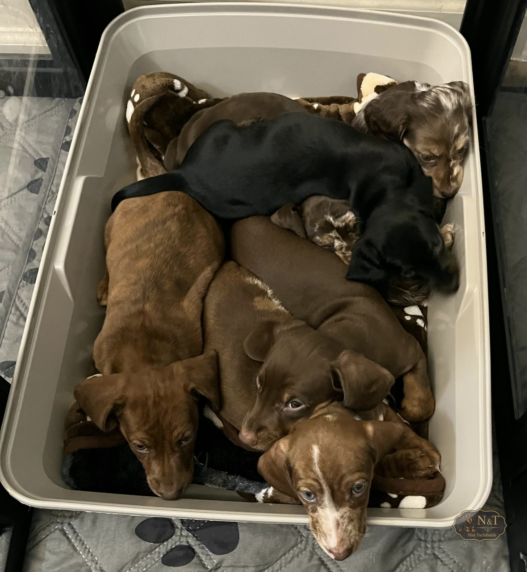 The miniature dachshund litter snuggled together in a cozy bed