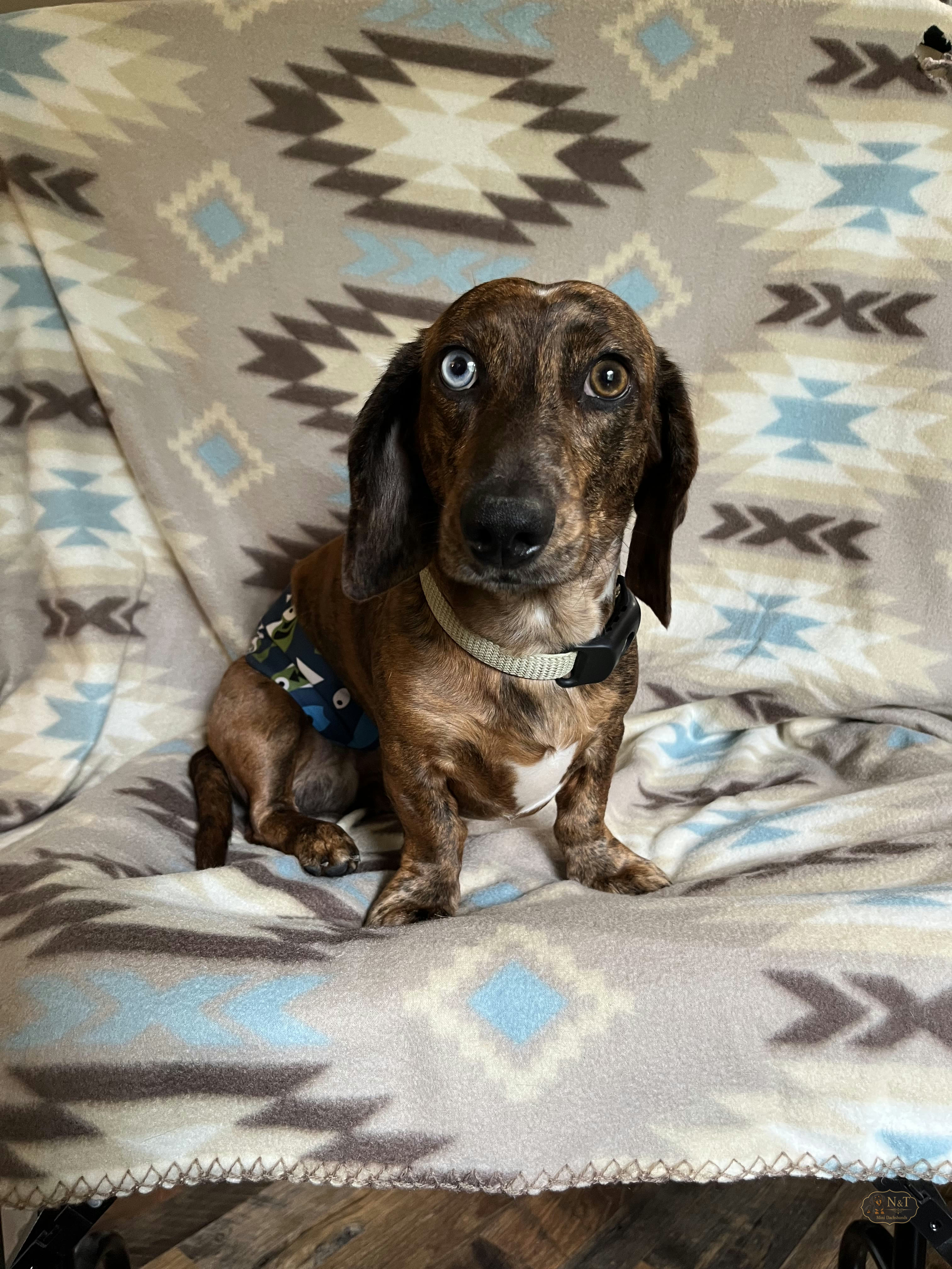 Dad, a brindle dachshund with one blue eye and one brown eye