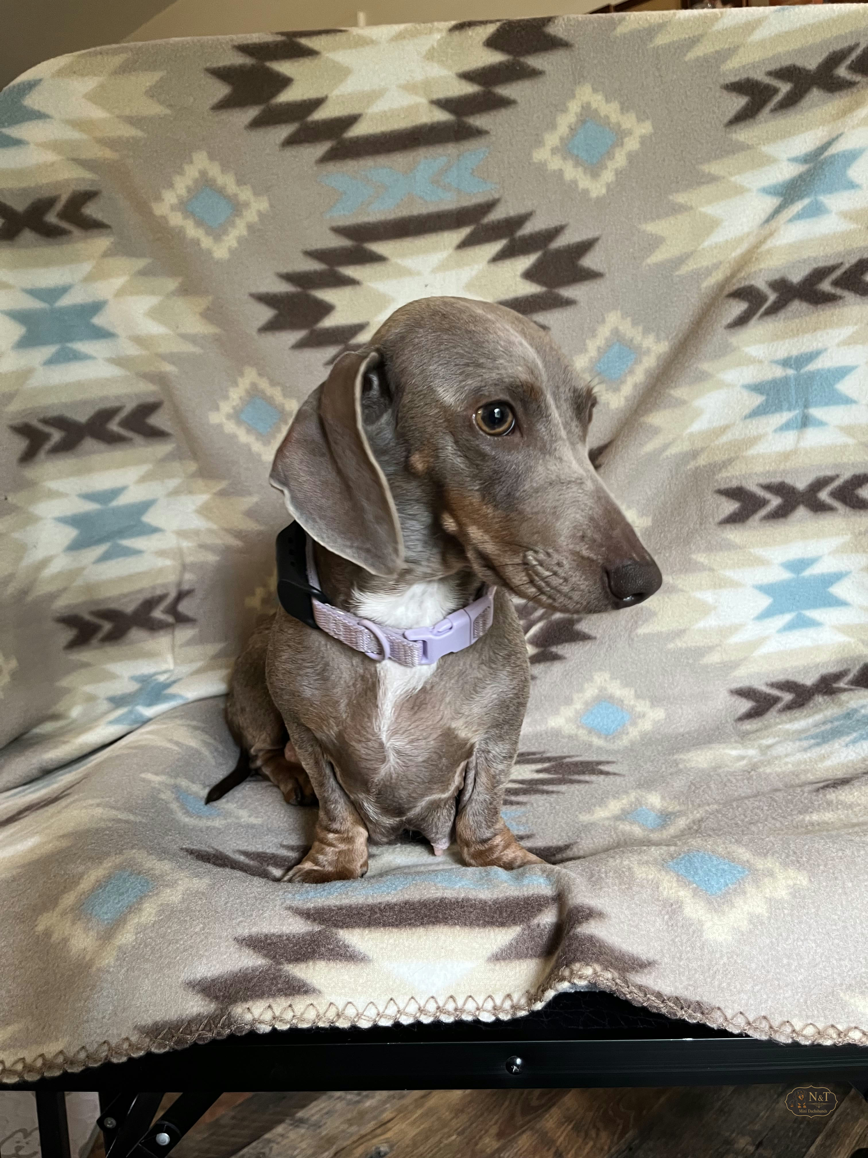 Mom, the Isabella dachshund, relaxing at home