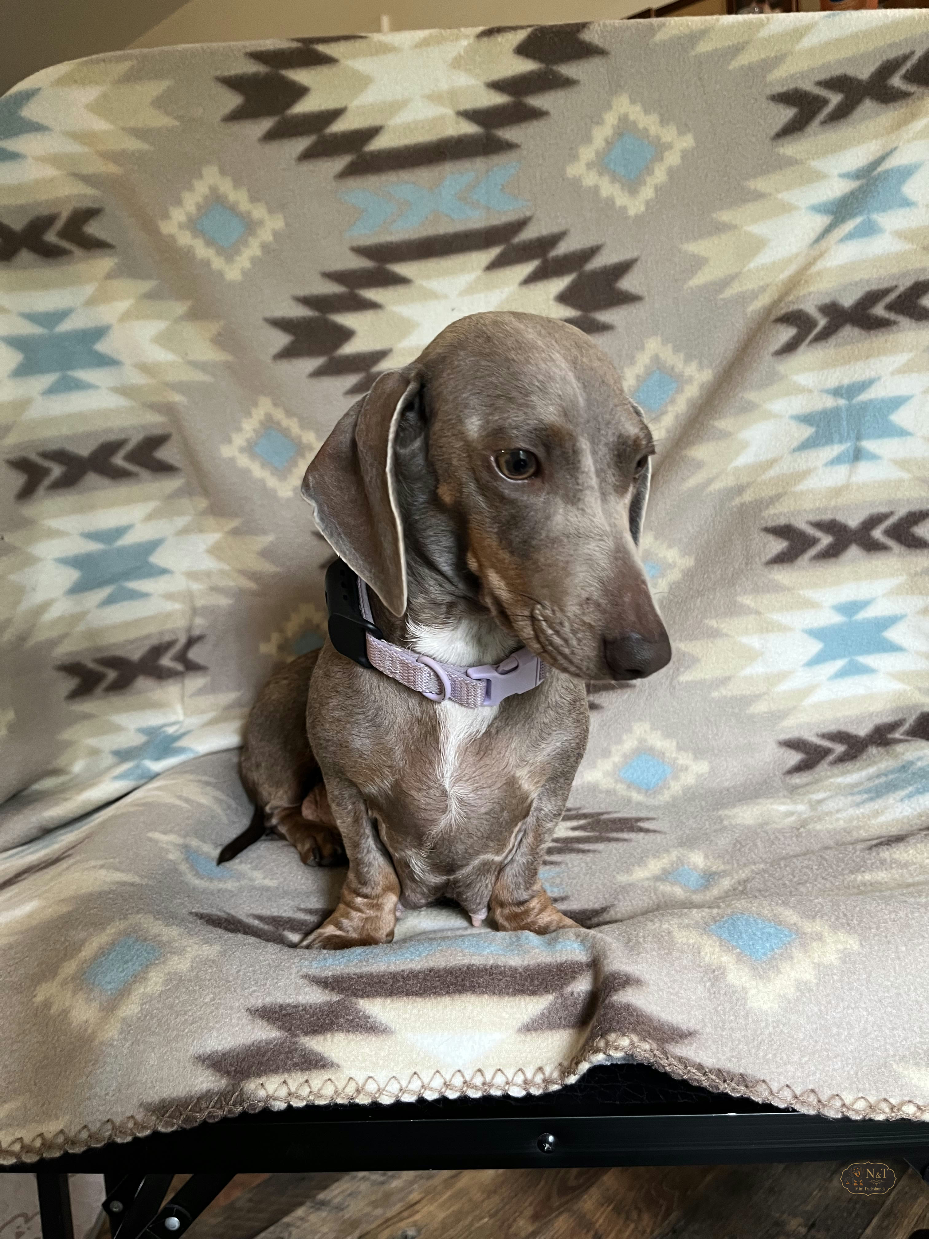 Mom, the Isabella dachshund, in a recent portrait