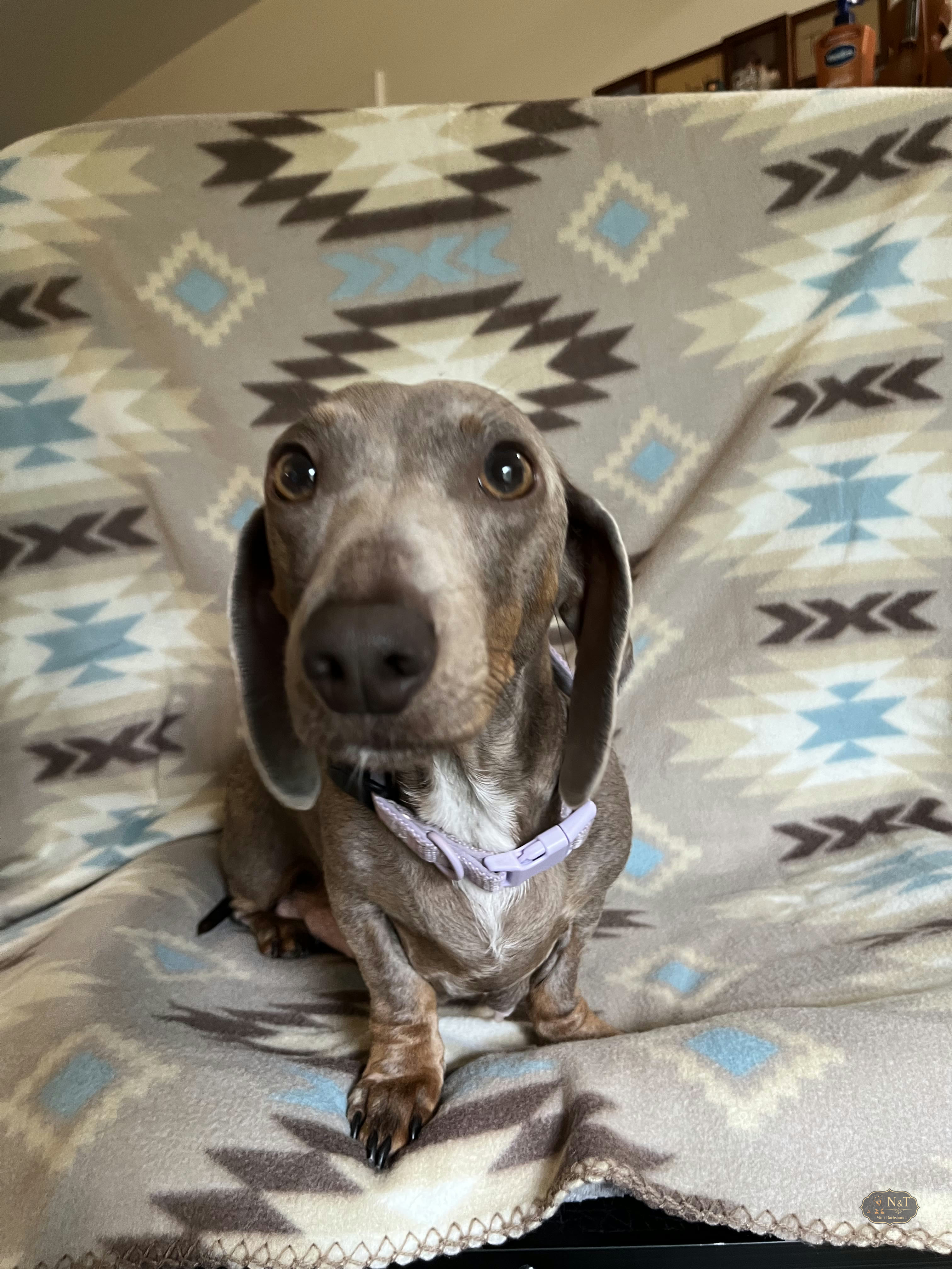 Mom, the Isabella dachshund, spending time at home