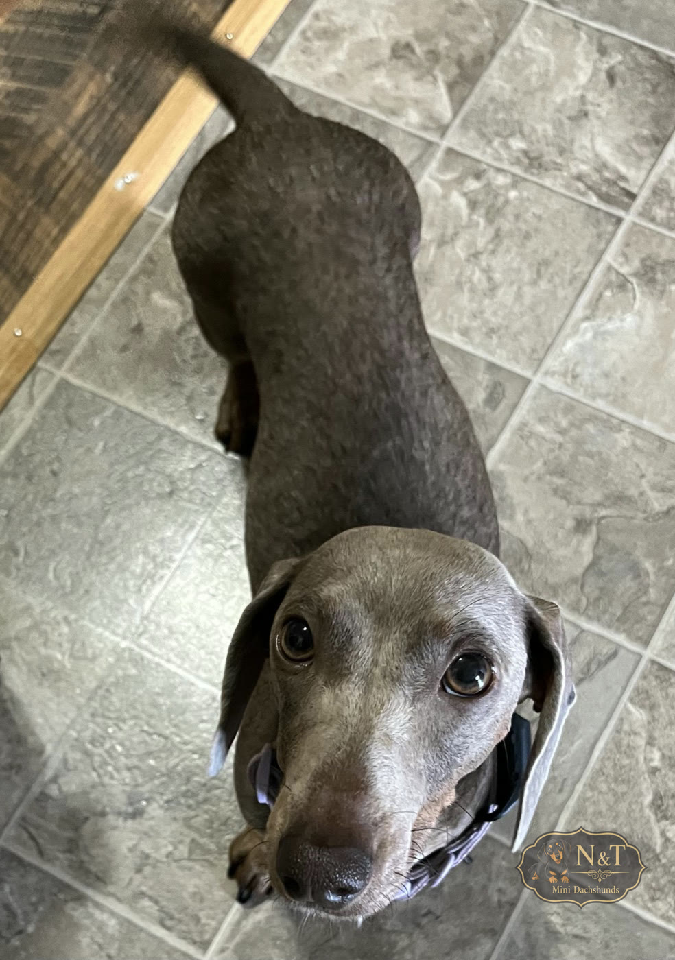 Mom, an Isabella dachshund