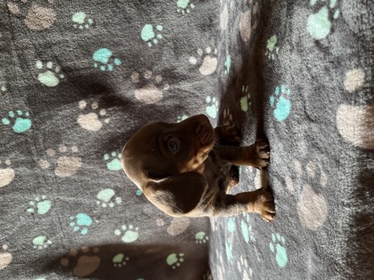 Cadpig, a chocolate & tan mini dachshund puppy