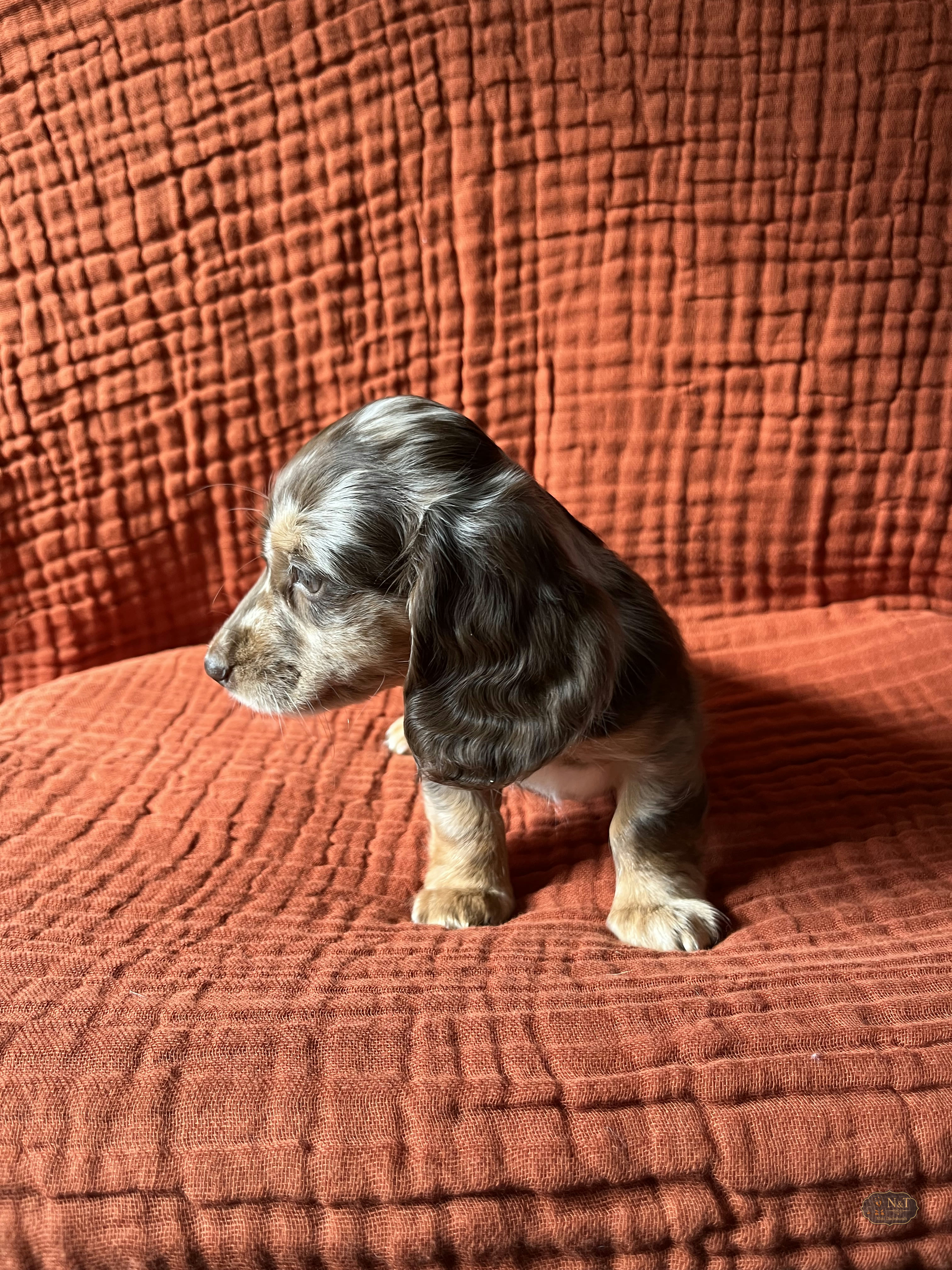 Ginger, a chocolate & tan dapple piebald miniature dachshund puppy