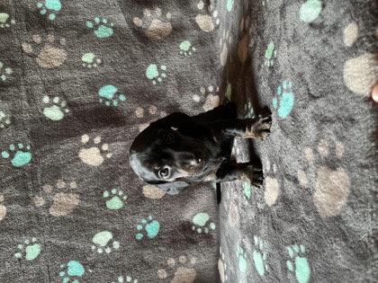 Pearl, a black & tan brindle mini dachshund puppy