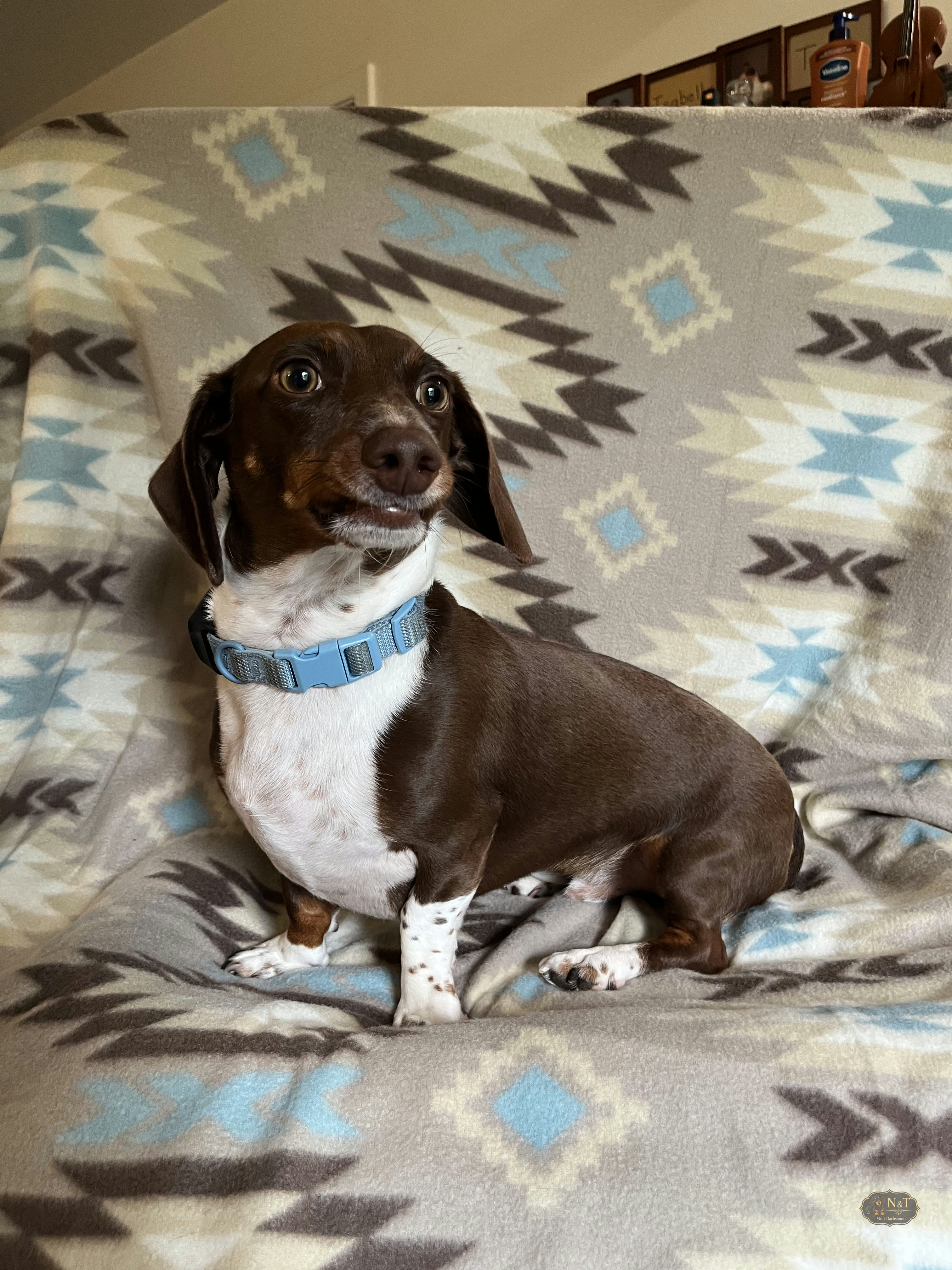 Uncle Gus, an adult dachshund, in a recent portrait